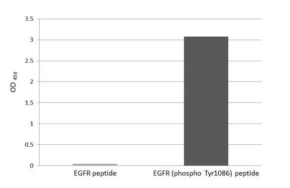 Phospho-EGFR (Tyr1086) Antibody in ELISA (ELISA)