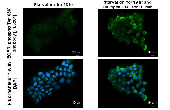 Phospho-EGFR (Tyr1086) Antibody in Immunocytochemistry (ICC/IF)