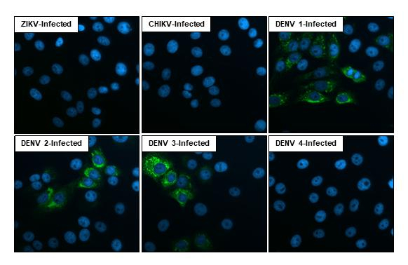 Dengue Virus Type 2 PrM Antibody in Immunocytochemistry (ICC/IF)