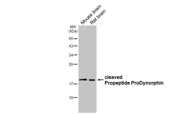 Prodynorphin Antibody in Western Blot (WB)