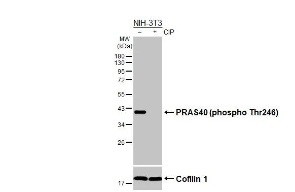 Phospho-PRAS40 (Thr246) Antibody in Western Blot (WB)