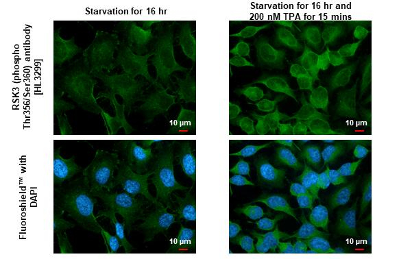 Phospho-RSK3 (Thr356, Ser360) Antibody in Immunocytochemistry (ICC/IF)