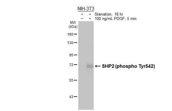 Phospho-SHP2 (Tyr542) Antibody in Western Blot (WB)