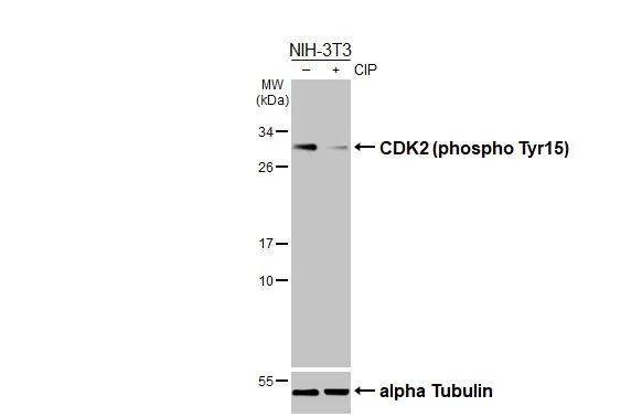 Phospho-CDK2 (Tyr15) Antibody in Western Blot (WB)