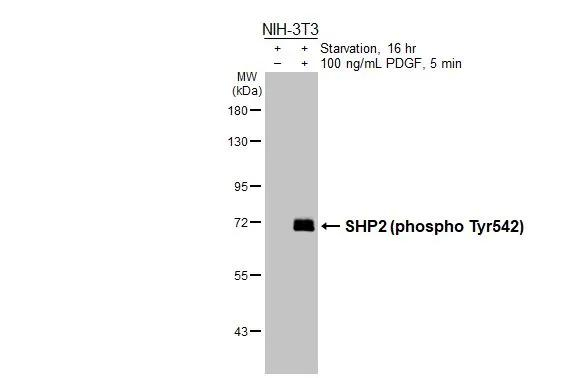 Phospho-SHP2 (Tyr542) Antibody in Western Blot (WB)