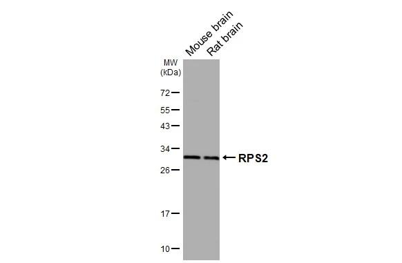 RPS2 Antibody in Western Blot (WB)