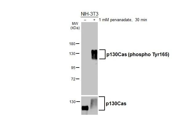 Phospho-p130Cas (Tyr165) Antibody in Western Blot (WB)