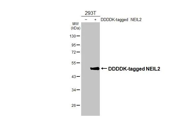 NEIL2 Antibody in Western Blot (WB)