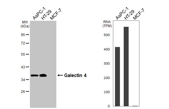 Galectin 4 Antibody in Western Blot (WB)