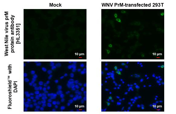 West Nile Virus prM Antibody in Immunocytochemistry (ICC/IF)