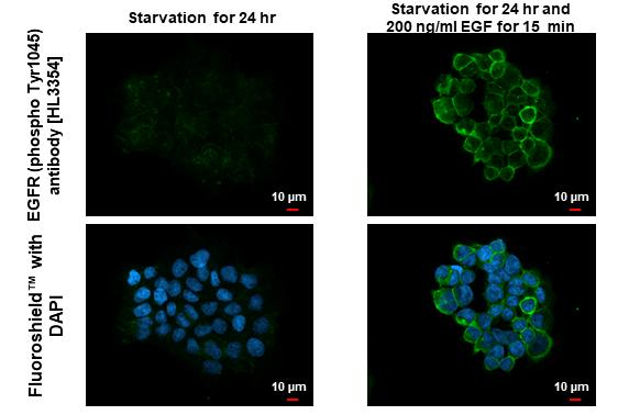 Phospho-EGFR (Tyr1045) Antibody in Immunocytochemistry (ICC/IF)