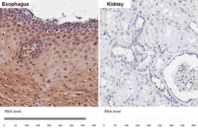 IL1RA Antibody in Immunohistochemistry (Paraffin) (IHC (P))