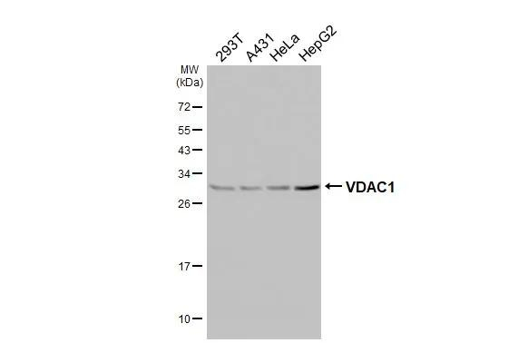 VDAC Antibody in Western Blot (WB)