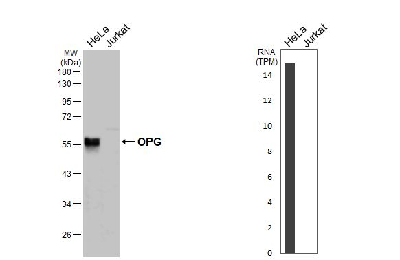 TNFRSF11B Antibody in Western Blot (WB)