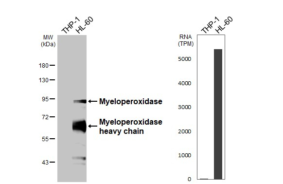 Myeloperoxidase Antibody in Western Blot (WB)
