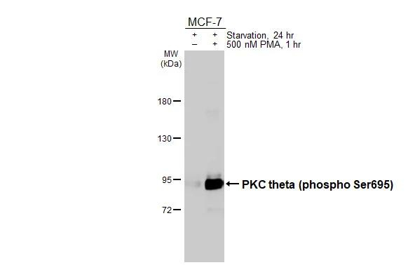 Phospho-PKC theta (Ser695) Antibody in Western Blot (WB)