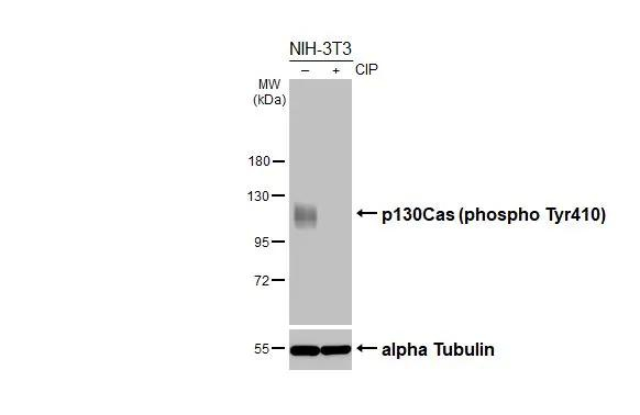 Phospho-p130Cas (Tyr410) Antibody in Western Blot (WB)