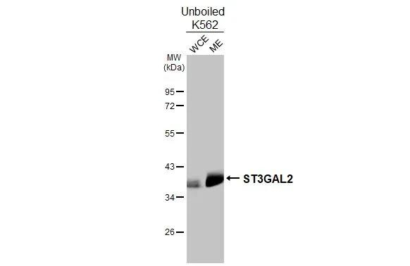 ST3GAL2 Antibody in Western Blot (WB)