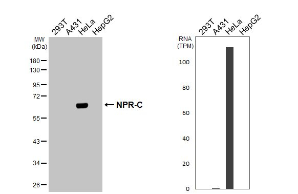 NPR3 Antibody in Western Blot (WB)