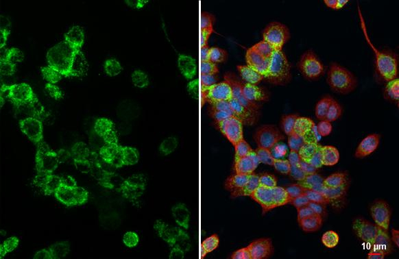 HKDC1 Antibody in Immunocytochemistry (ICC/IF)