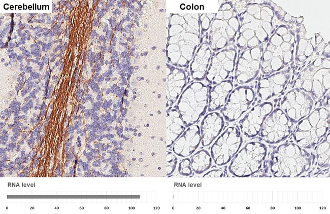 MAG Antibody in Immunohistochemistry (Paraffin) (IHC (P))