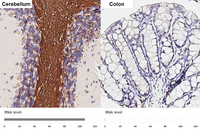 MAG Antibody in Immunohistochemistry (Paraffin) (IHC (P))