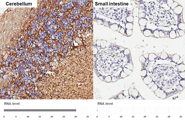 SLC6A1 Antibody in Immunohistochemistry (Paraffin) (IHC (P))