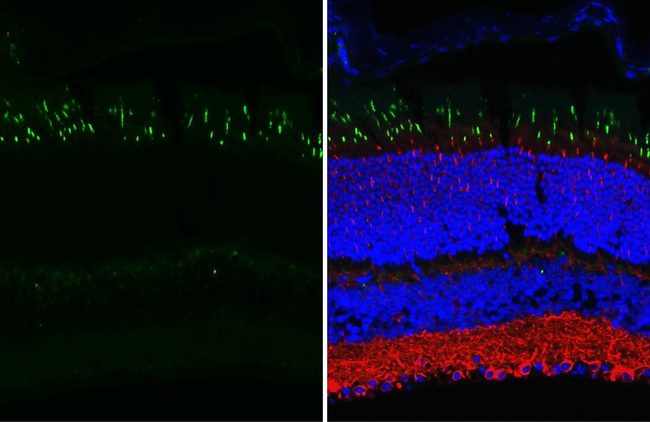 Opsin Red/Green Antibody in Immunohistochemistry (Paraffin) (IHC (P))