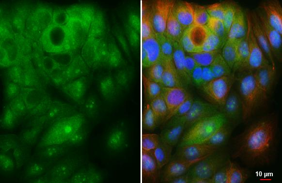 ZER1 Antibody in Immunocytochemistry (ICC/IF)
