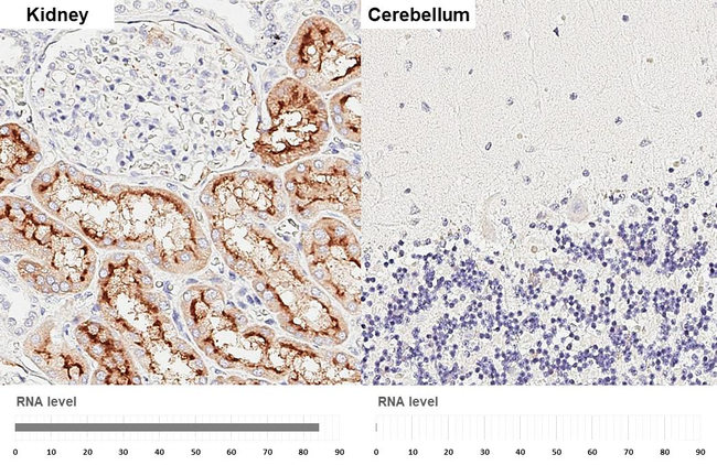 XPNPEP2 Antibody in Immunohistochemistry (Paraffin) (IHC (P))
