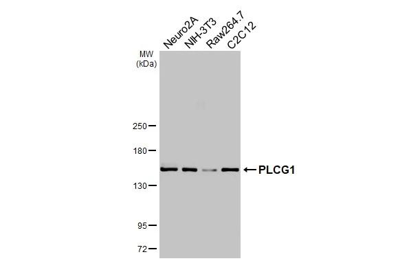 PLCG1 Antibody in Western Blot (WB)