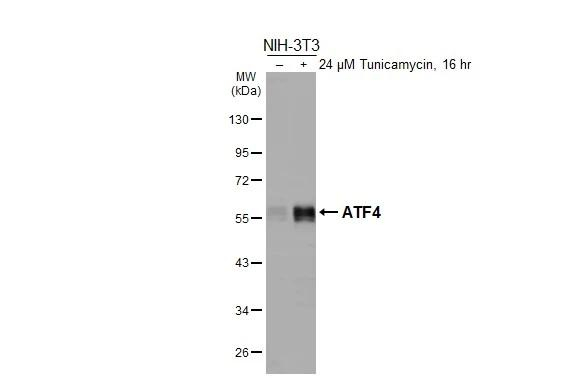 ATF4 Antibody in Western Blot (WB)