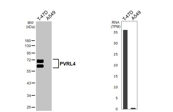 Nectin 4 Antibody in Western Blot (WB)