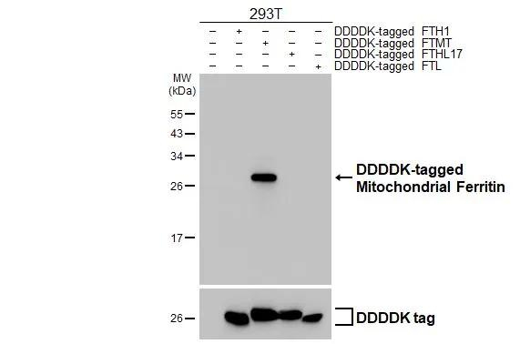FTMT Antibody in Western Blot (WB)