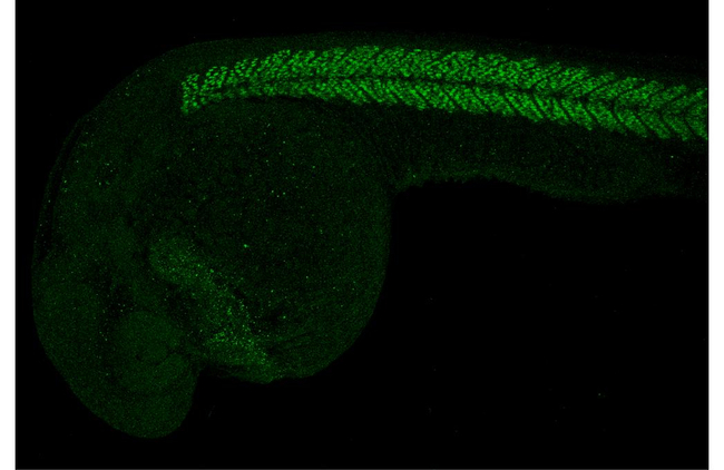 MYOD Antibody in Immunohistochemistry (PFA fixed) (IHC (PFA))