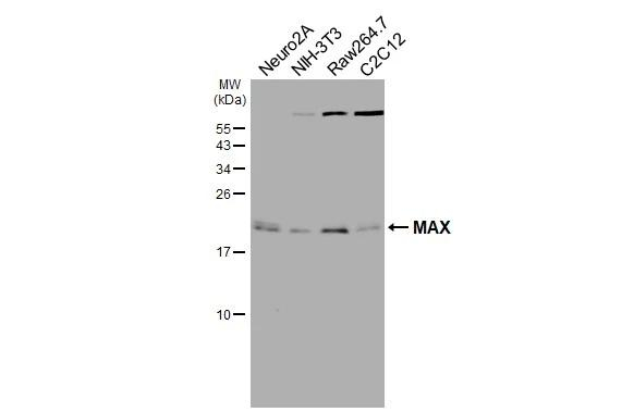 MAX Antibody in Western Blot (WB)