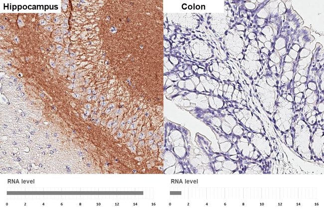NLGN3 Antibody in Immunohistochemistry (Paraffin) (IHC (P))