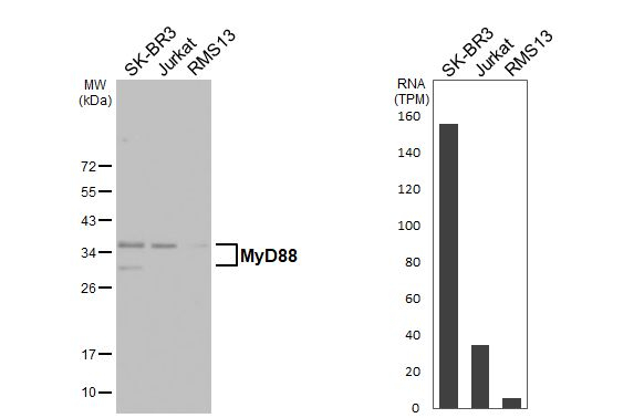 MyD88 Antibody in Western Blot (WB)