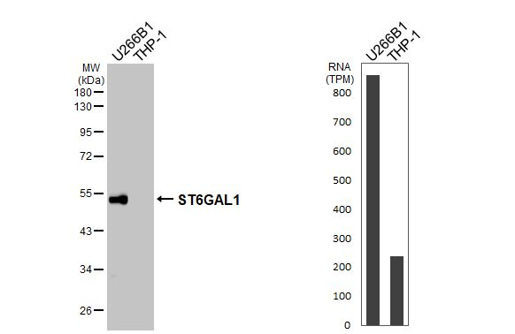 CD75 Antibody in Western Blot (WB)