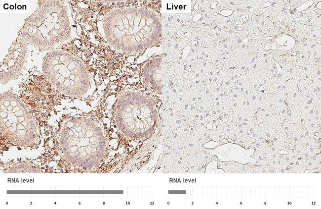 EPCR Antibody in Immunohistochemistry (Paraffin) (IHC (P))