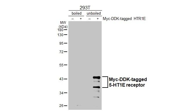 HTR1E Antibody in Western Blot (WB)