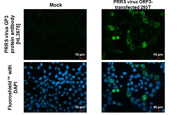 PRRS Virus GP3 Antibody in Immunocytochemistry (ICC/IF)