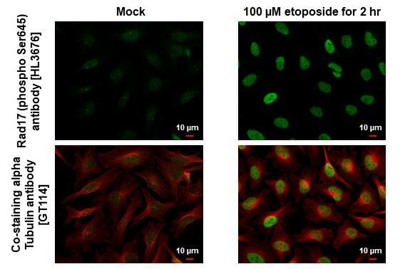 Phospho-Rad17 (Ser645) Antibody in Immunocytochemistry (ICC/IF)