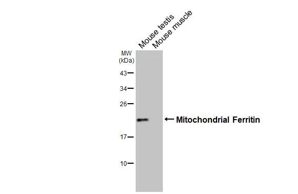 FTMT Antibody in Western Blot (WB)