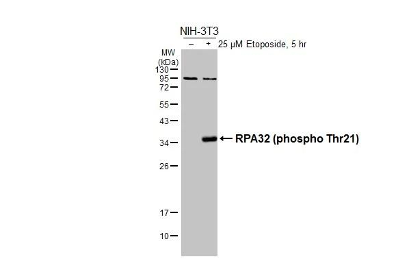 Phospho-RPA2 (Thr21) Antibody in Western Blot (WB)