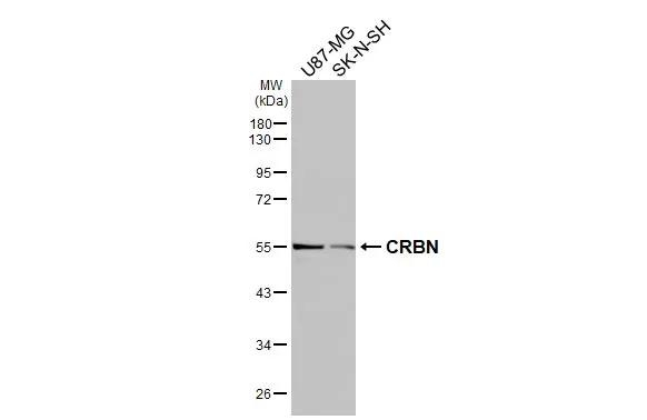 CRBN Antibody in Western Blot (WB)