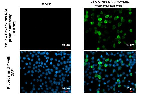 Yellow Fever Virus NS3 Antibody in Immunocytochemistry (ICC/IF)