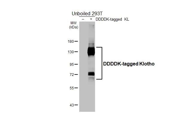 Klotho Antibody in Western Blot (WB)