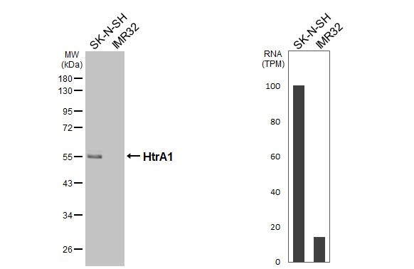 HTRA1 Antibody in Western Blot (WB)