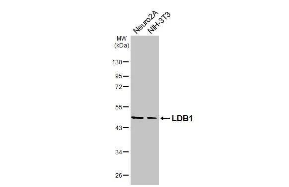 LDB1 Antibody in Western Blot (WB)